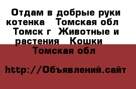 Отдам в добрые руки котенка - Томская обл., Томск г. Животные и растения » Кошки   . Томская обл.